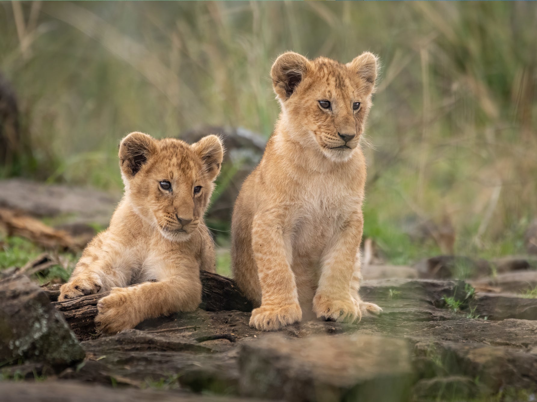 Zwei Löwenbabys sitzen auf einem Felsen in der Natur.