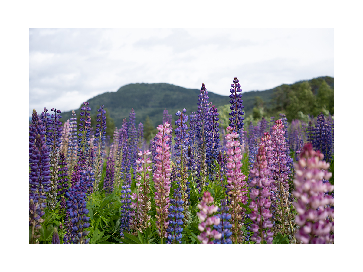 Fotografie einer Blumenwiese mit rosa und lila Lupinen vor grünen Bergen.