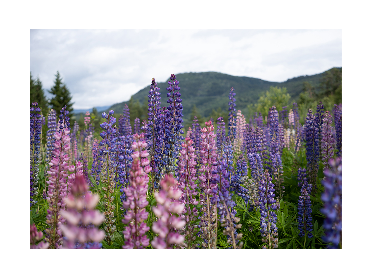 Ein Feld voller lila und rosa Lupinen mit Bergen im Hintergrund.
