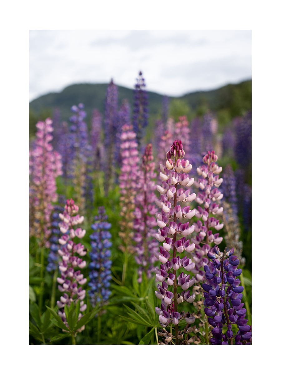 Fotografie von rosa und lila Lupinen mit Bergen im Hintergrund.