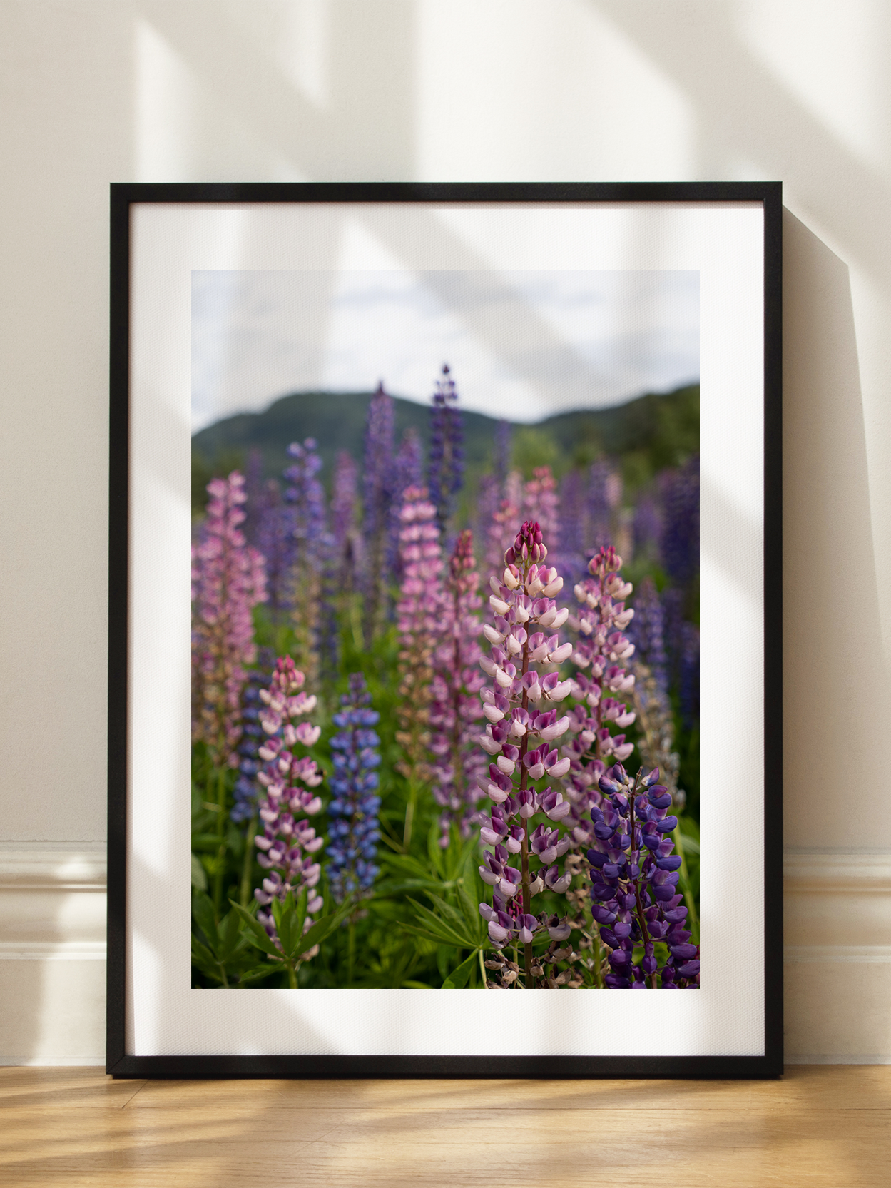 Lupin Field No3