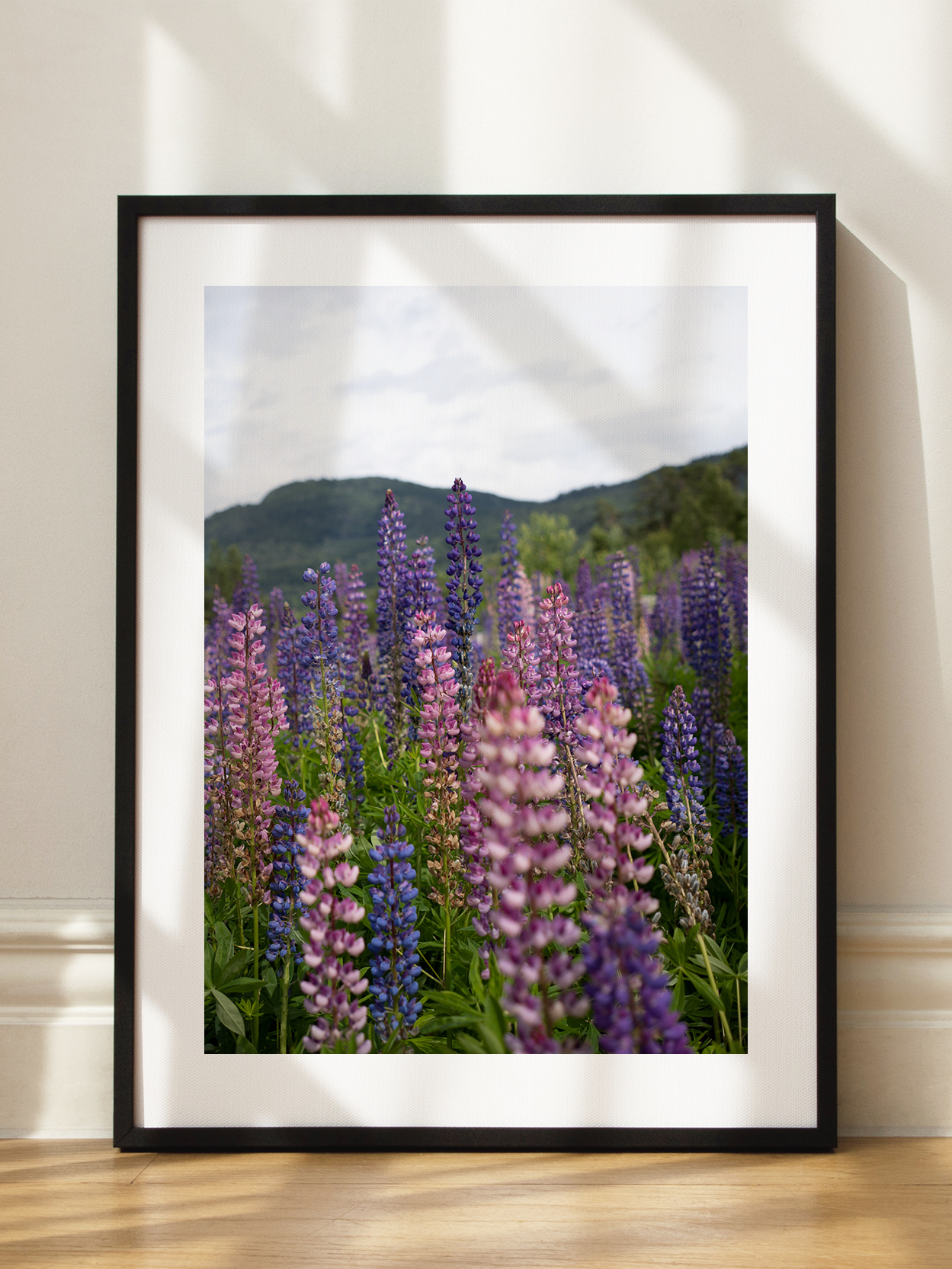 Lupine Field No4