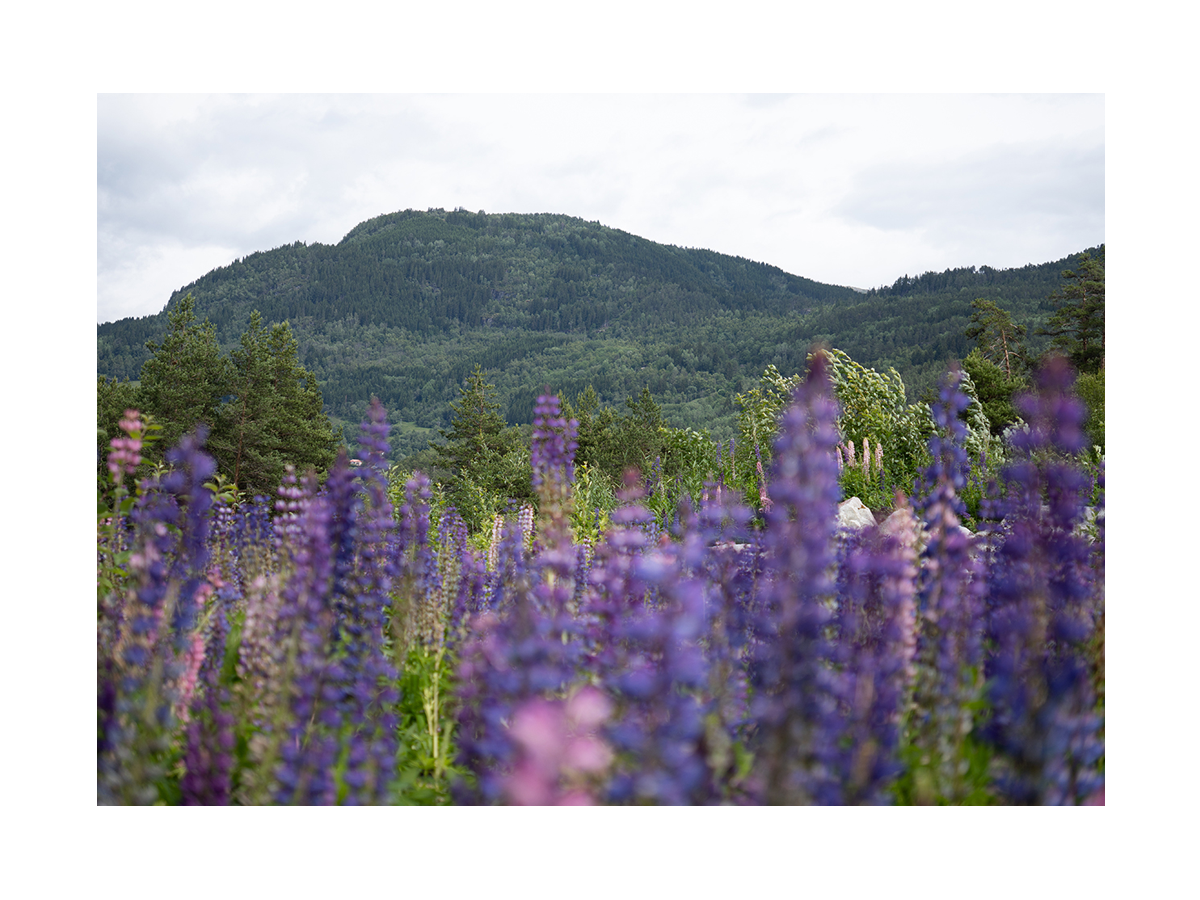 Fotografie von blühenden Lupinen auf einer Wiese mit grünen Hügeln im Hintergrund.