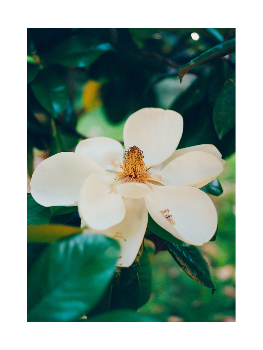 Fotografie einer weißen Magnolienblüte mit grünem Hintergrund.