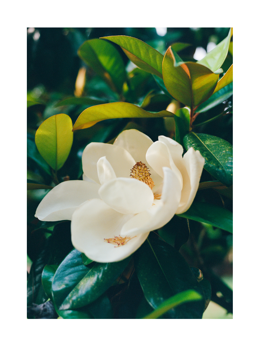 Weiße Magnolienblüte umgeben von grünen Blättern.