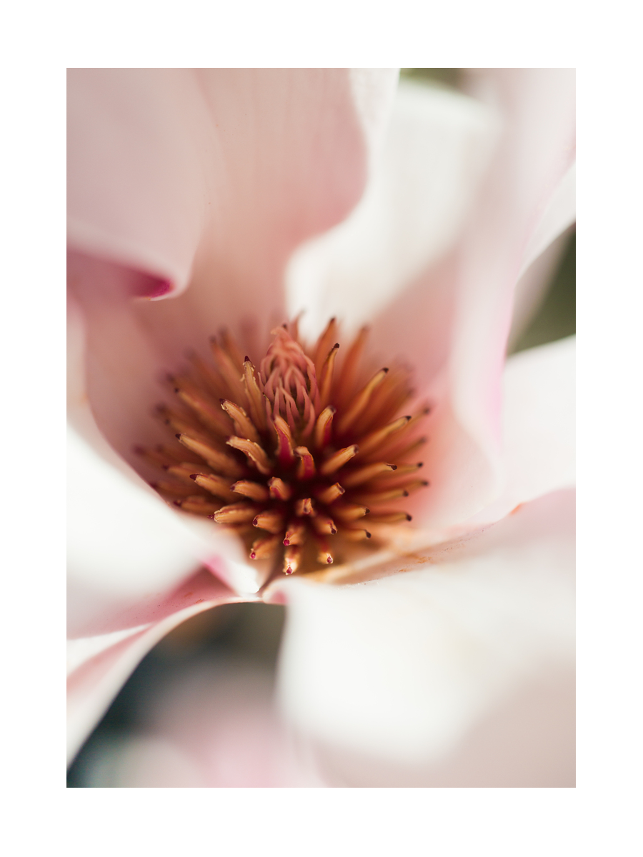 Nahaufnahme einer rosa Magnolienblüte.