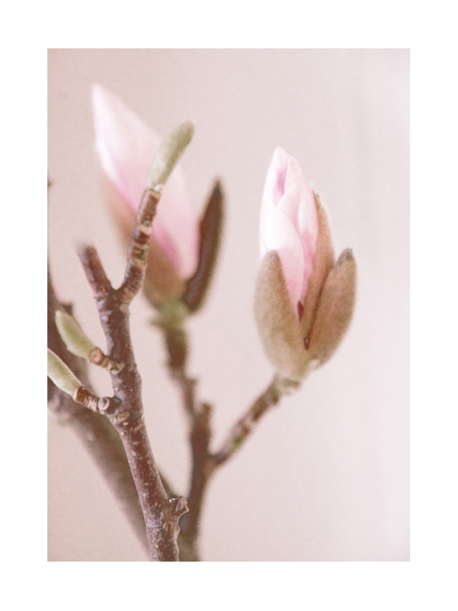 Fotografie von zwei rosa Magnolienknospen auf einem Ast vor einem hellbeigen Hintergrund.