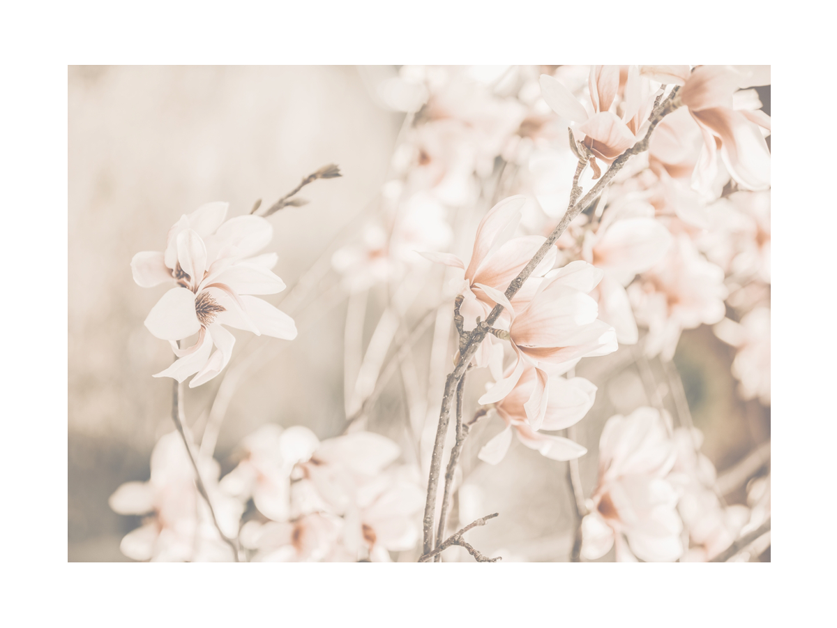 Fotografie von hellrosa Magnolienblüten auf einem Ast mit verschwommenem Hintergrund.