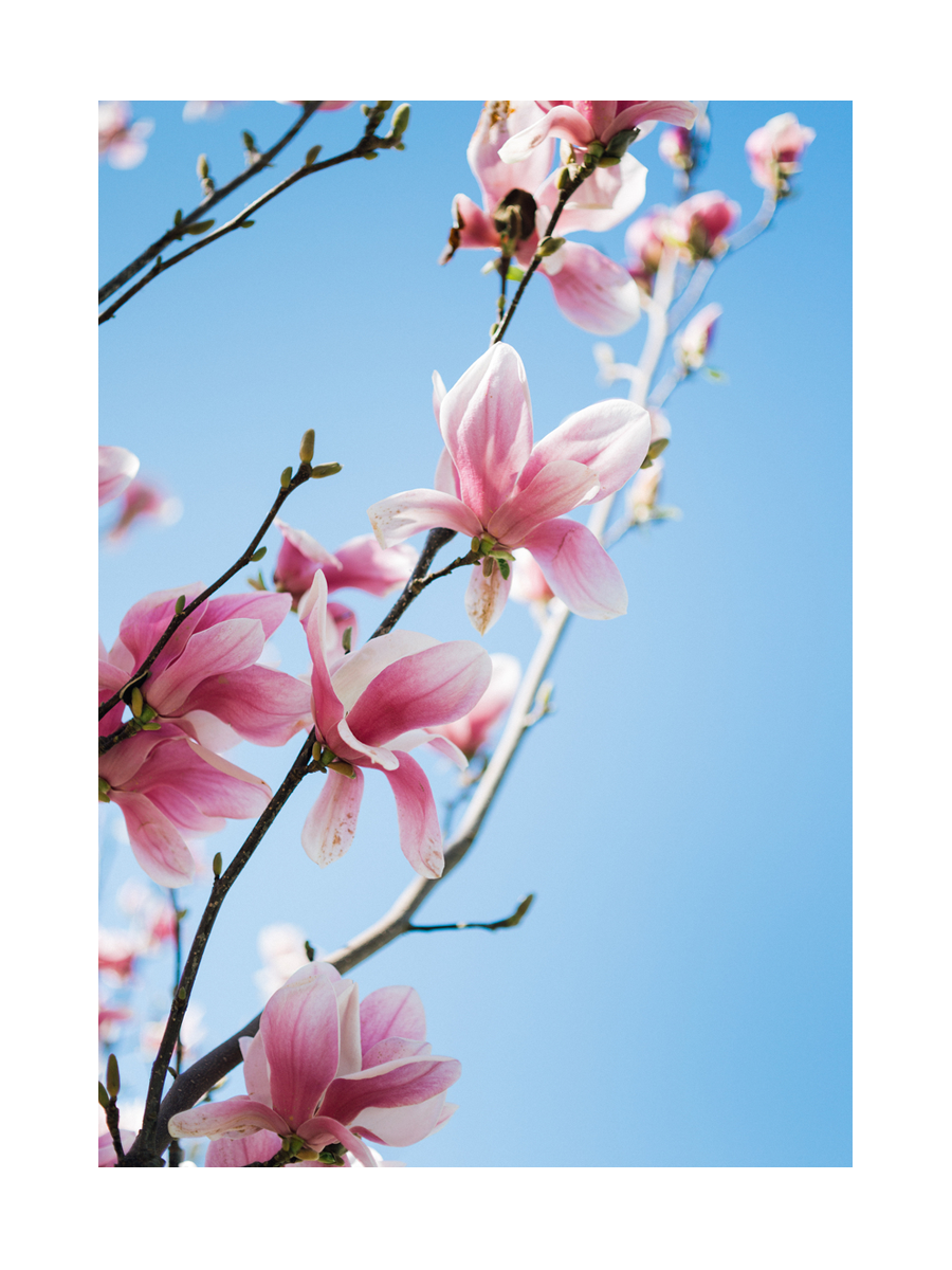 Fotografie von rosa Magnolienblüten vor einem blauen Himmel.