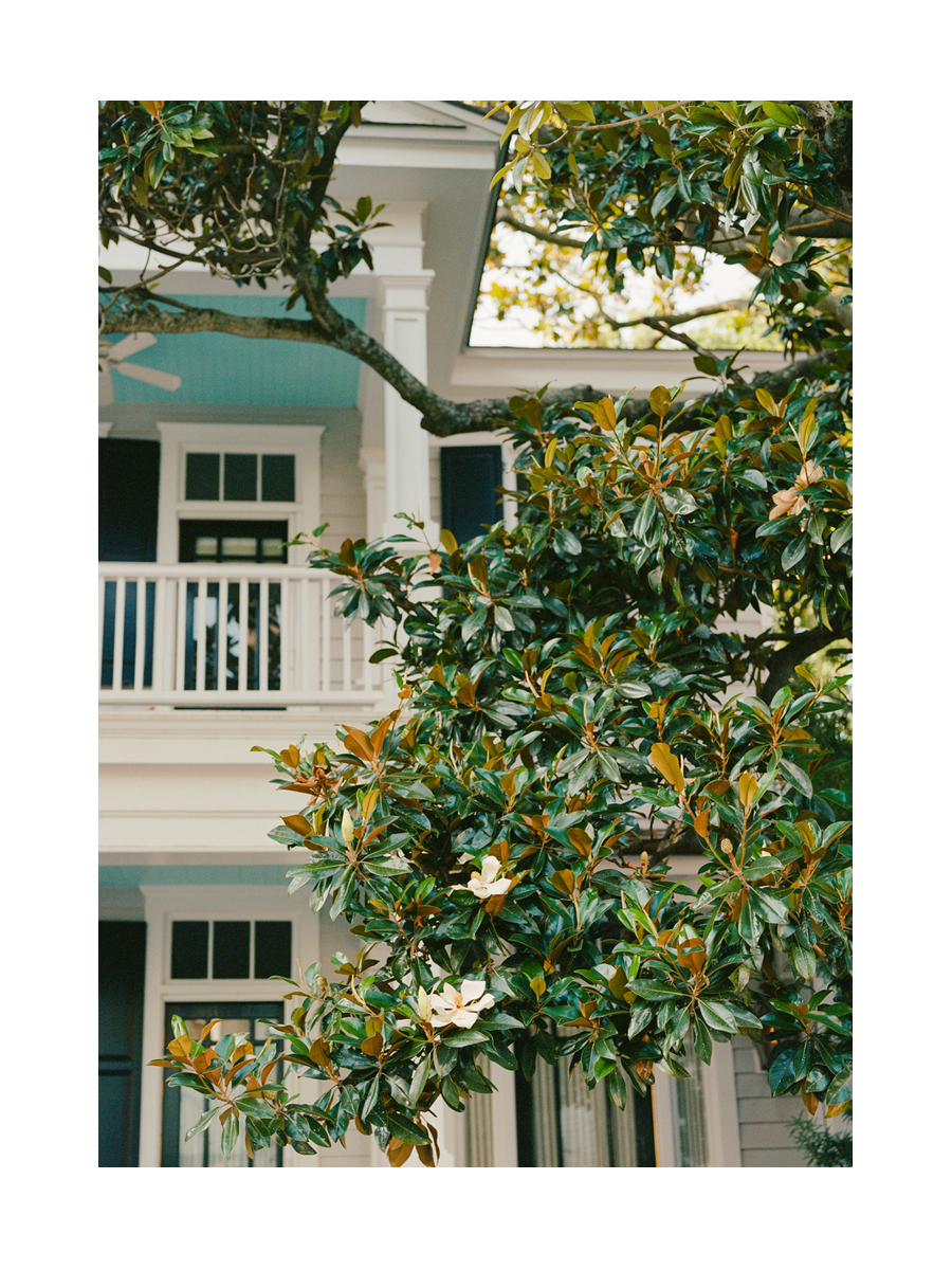 Magnolienbaum vor einem Haus mit Veranda.