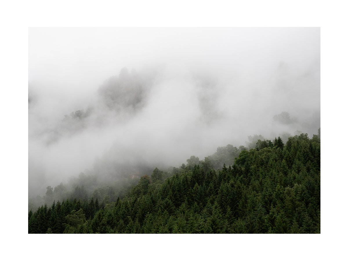 Fotografie eines nebelverhangenen grünen Nadelwaldes.