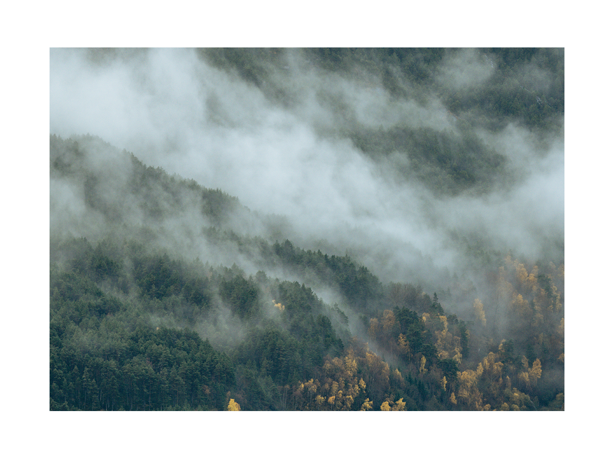 Fotografie von einem nebligen Wald mit grünen und gelben Bäumen.