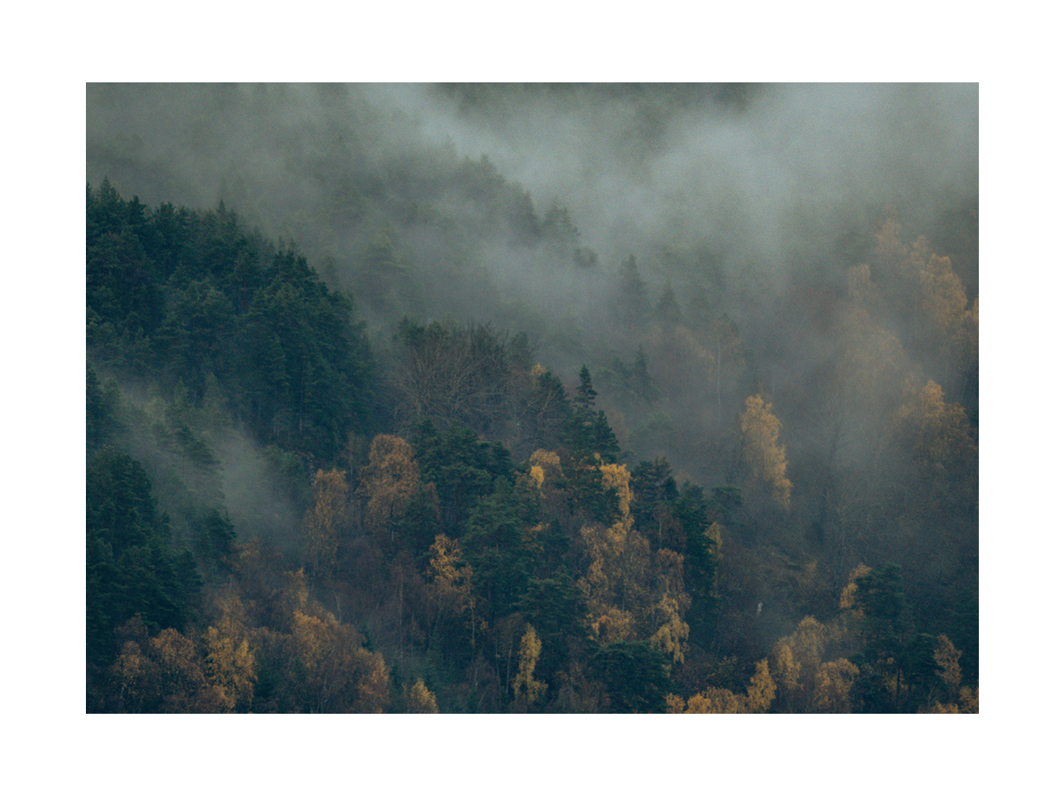 Fotografie eines nebligen Waldes mit Bäumen.