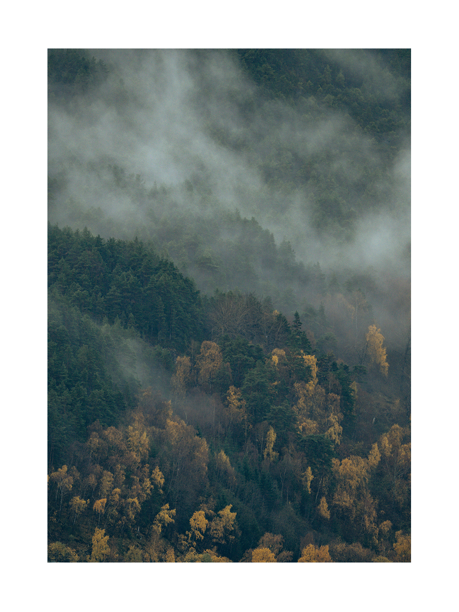 Fotografie eines nebligen Waldes mit grünem und gelbem Laub.