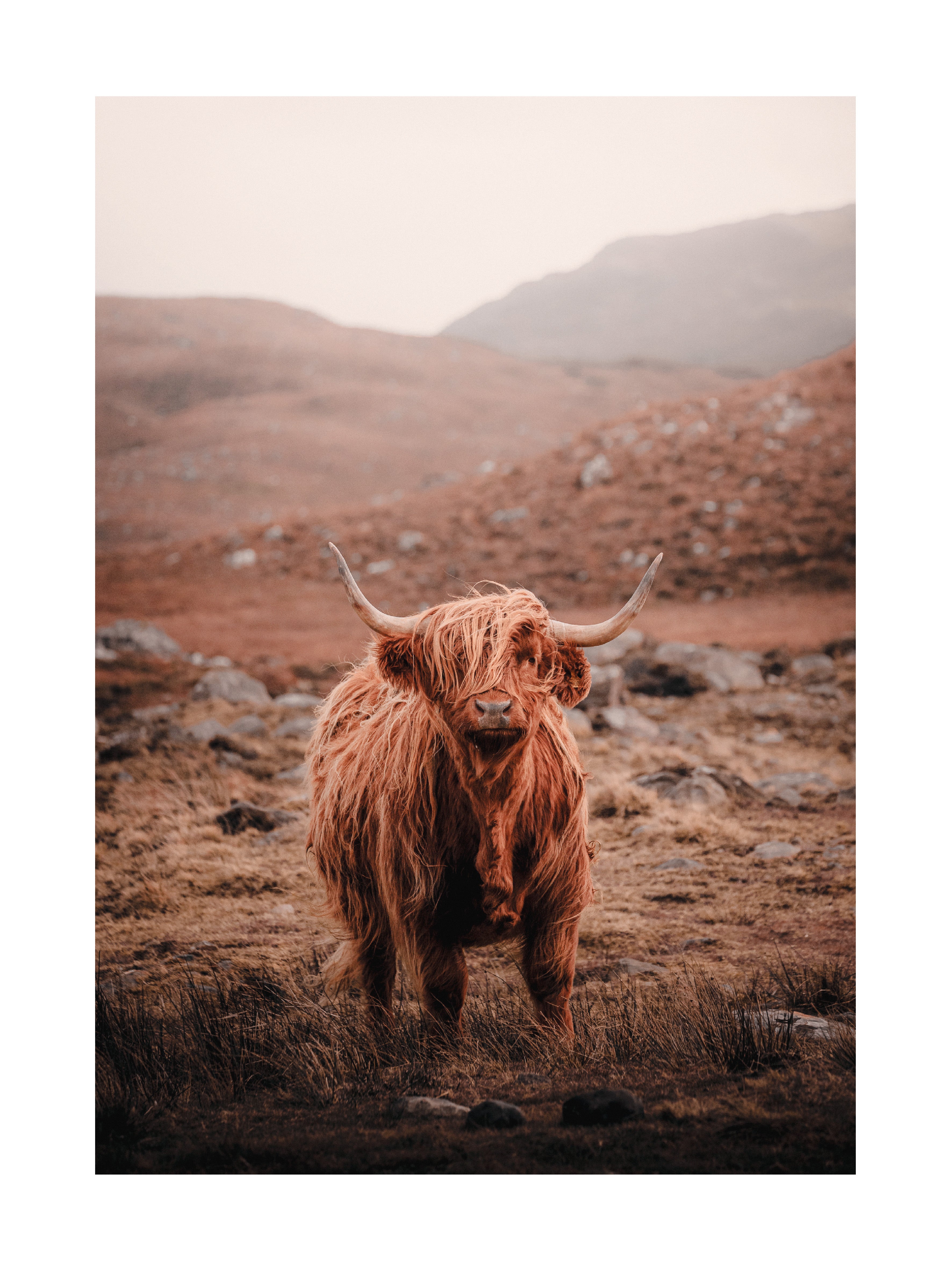 Fotografie einer schottischen Hochlandkuh mit langen Hörnern und zotteligem Fell vor einer Berglandschaft.