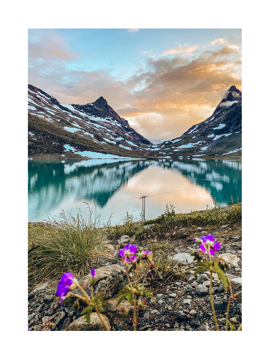 Fotografie von lila Blumen in einer felsigen Landschaft mit einem See und schneebedeckten Bergen im Hintergrund.