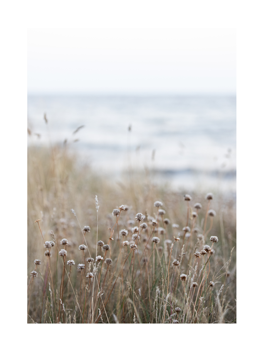 Fotografie von weißen Blumen und Gras vor einem verschwommenen Meereshintergrund.