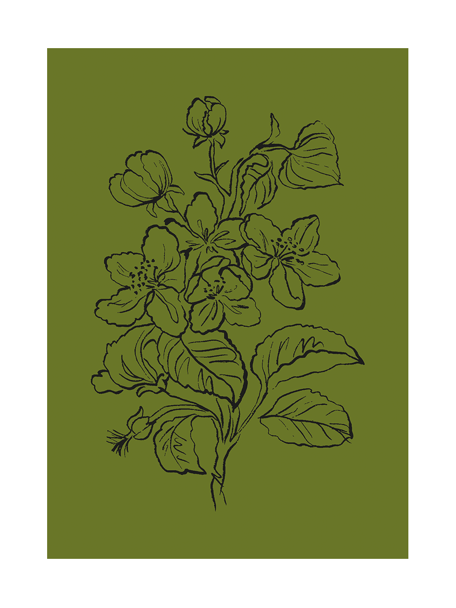 Illustration einer Kapuzinerkresse in Schwarz auf olivgrünem Hintergrund.