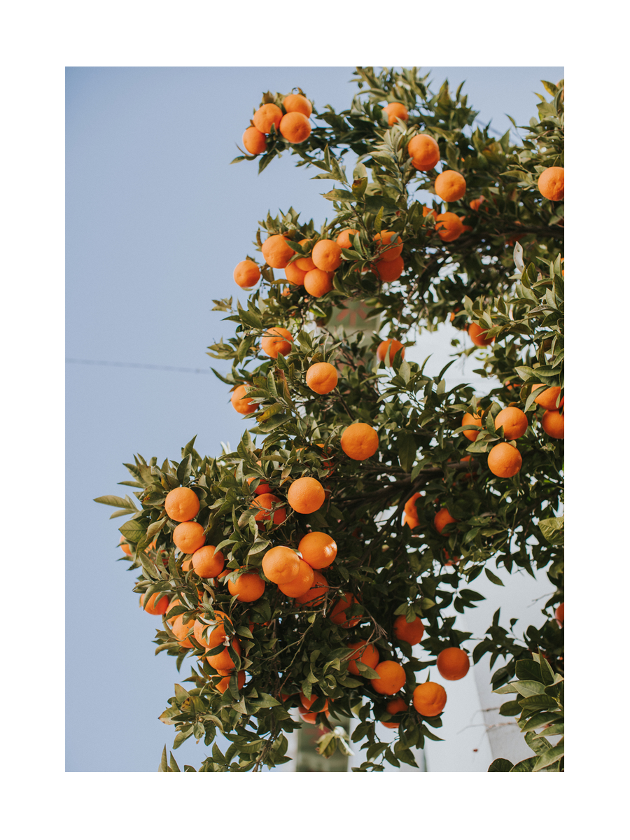 Fotografie eines Orangenbaums mit reifen Orangen vor blauem Himmel.