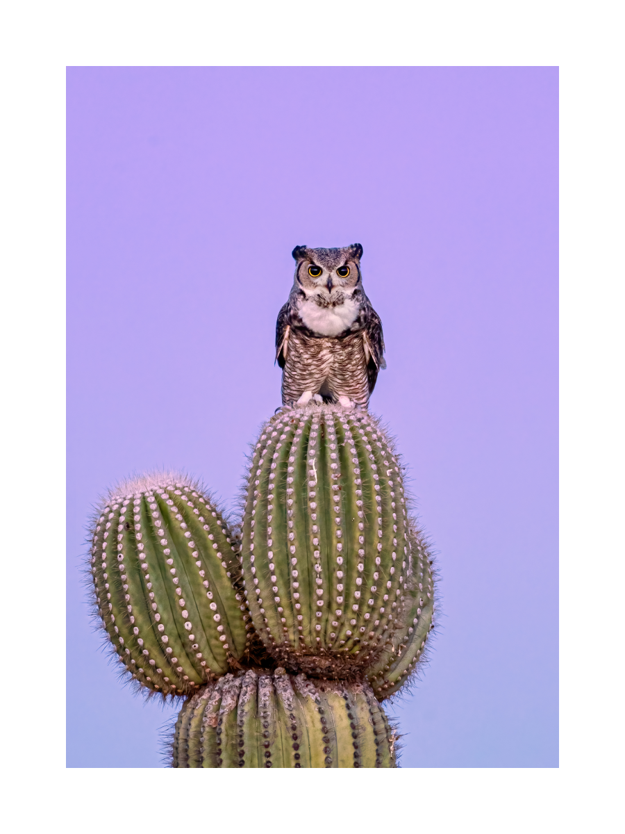 Owl on Cactus Poster