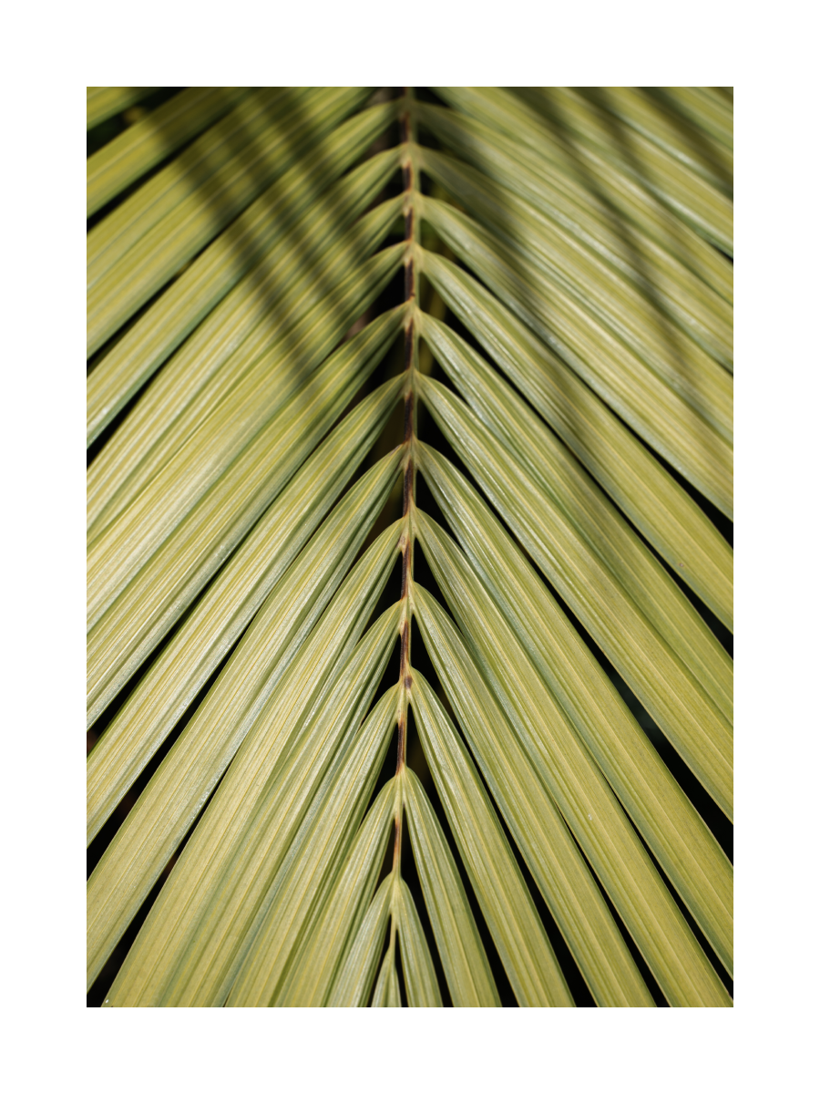 Palm Leaf Close Up Poster