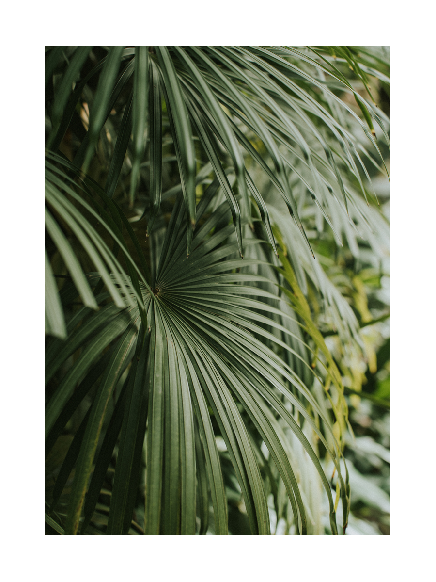 Palm Leaves Poster