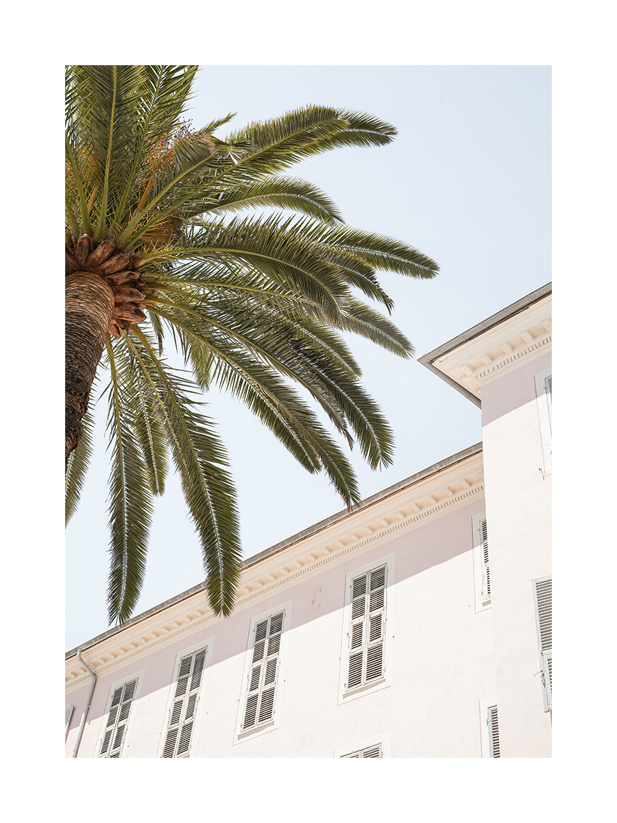Fotografie einer Palme vor einem rosa Gebäude mit weißen Fensterläden und blauem Himmel.