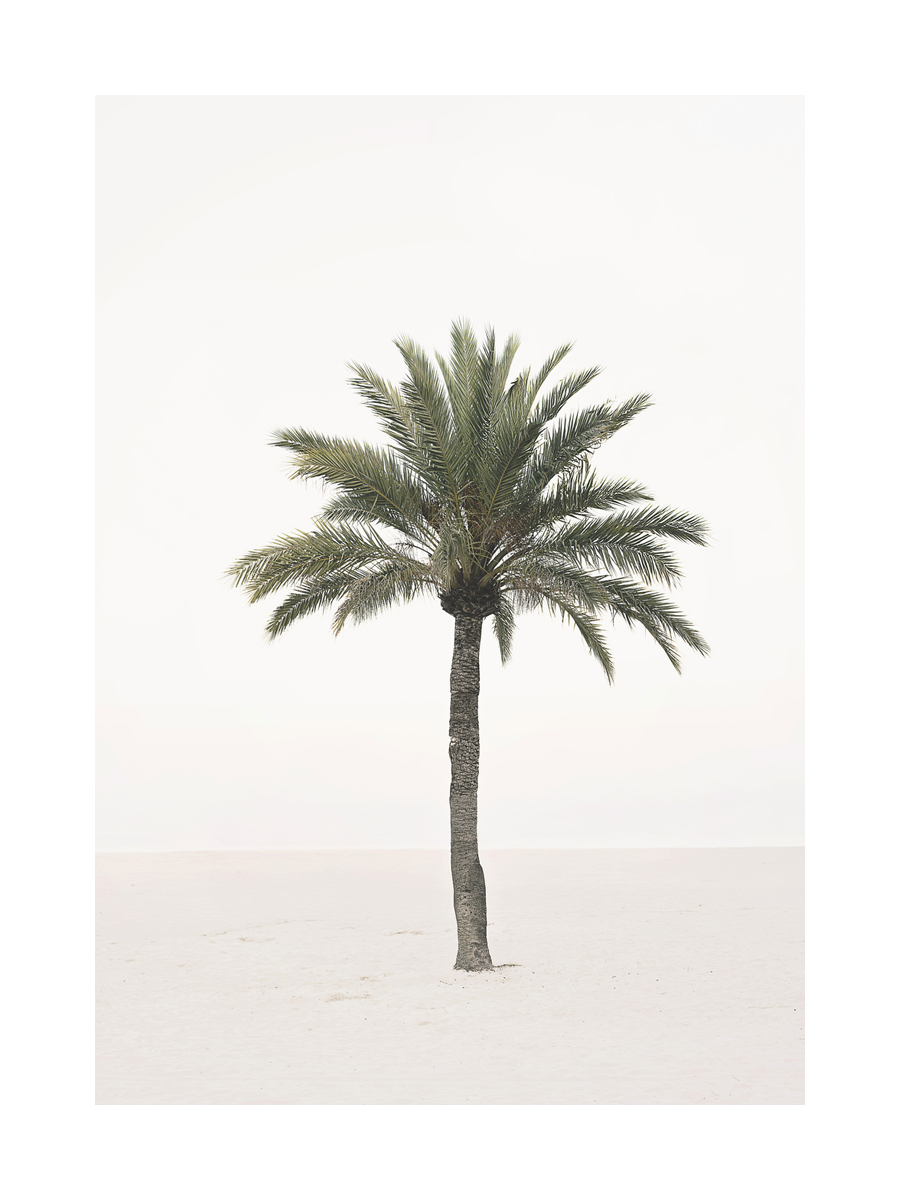 Fotografie einer Palme auf einem hellen Sandstrand mit weißem Himmel.