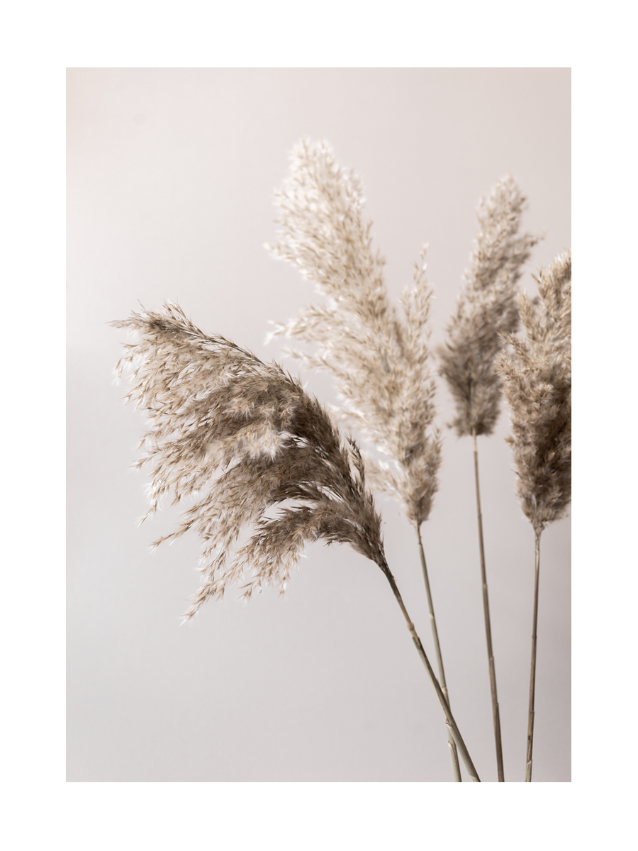 Pampas Grass Poster