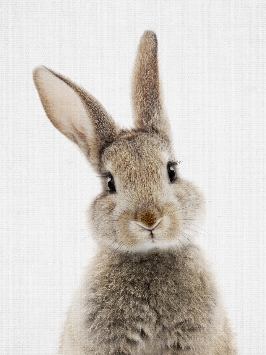 Peekaboo Bunny Poster