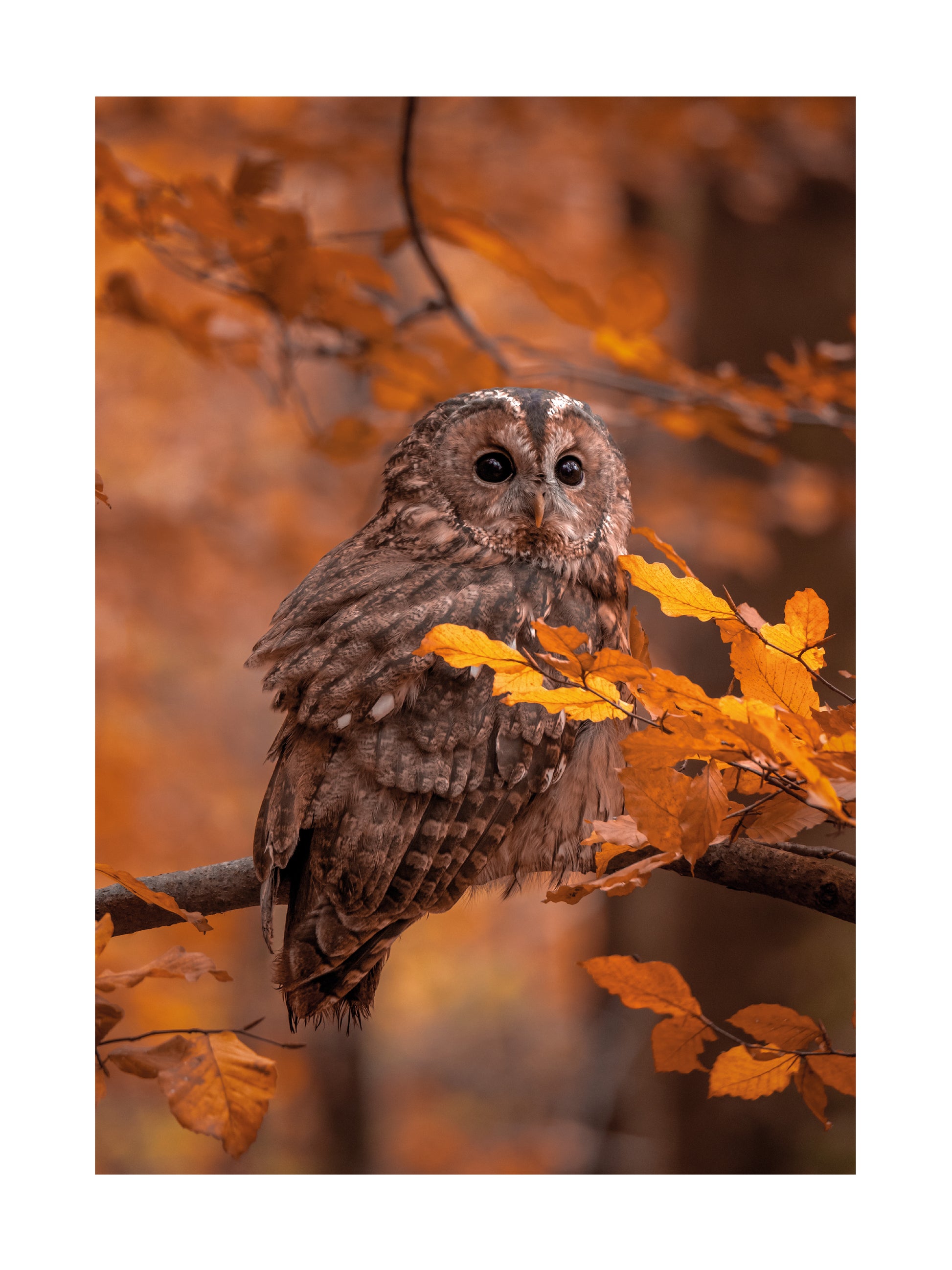 Peeking Owl Poster