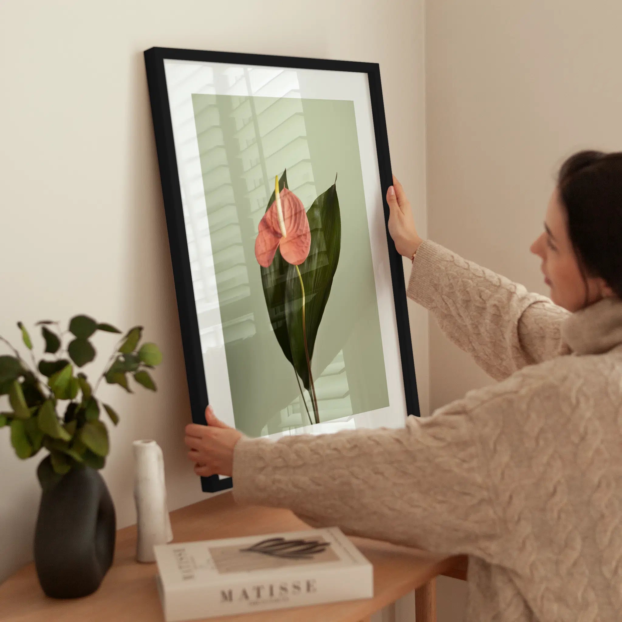 Pink Anthurium wird aufgehängt