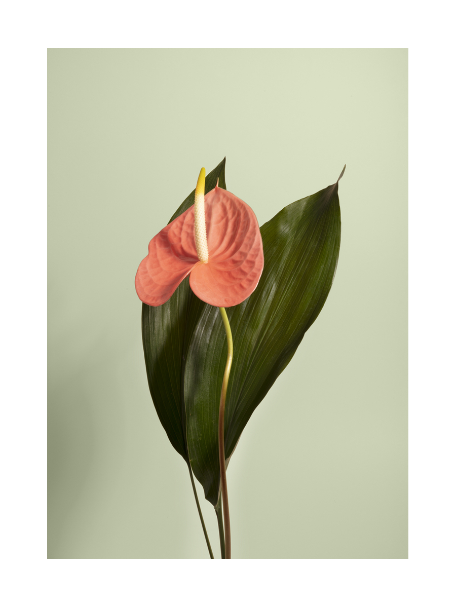 Poster einer Anthurium-Pflanze mit rosa Blüte und grünen Blättern vor einem hellgrünen Hintergrund.