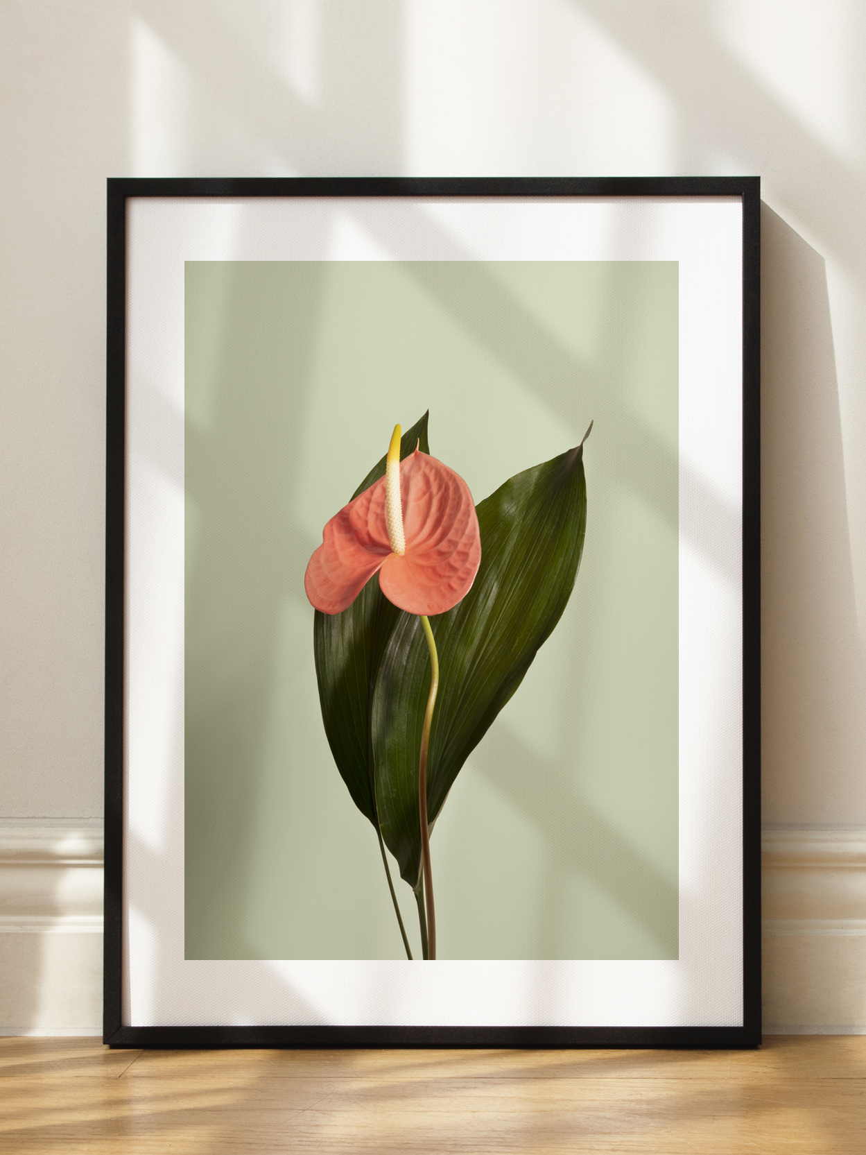 Pink Anthurium Poster
