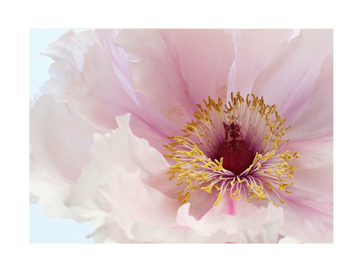 Nahaufnahme einer rosa Blume mit gelben Staubblättern vor einem hellblauen Hintergrund.