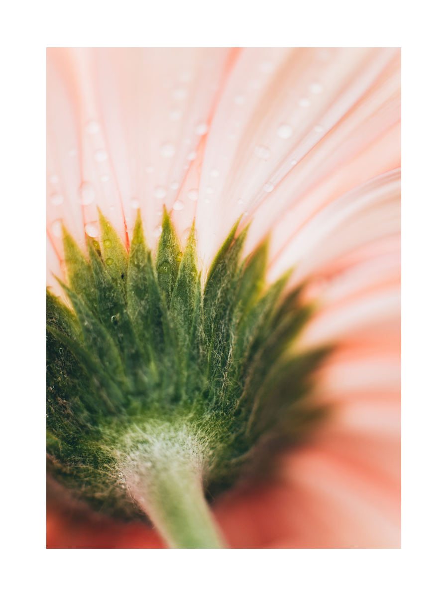 Nahaufnahme einer rosa Blume mit grünen Blütenboden und Wassertropfen auf den Blütenblättern.