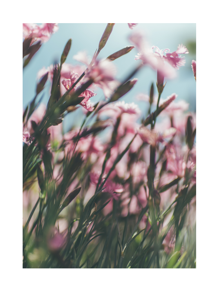 Fotografie von rosa Blumen vor einem blauen Himmel.