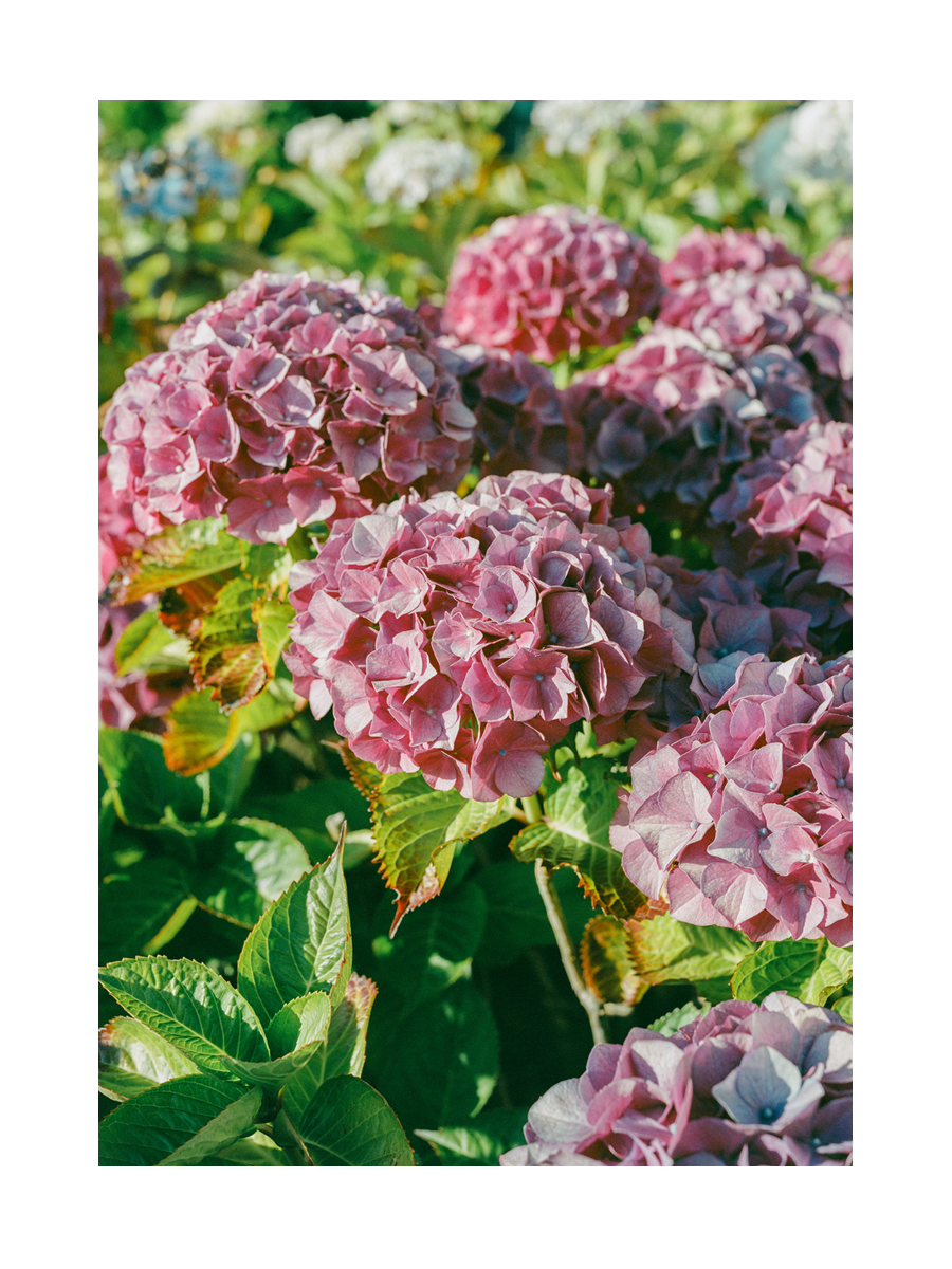 Fotografie von rosa Hortensienblüten mit grünen Blättern im Hintergrund.