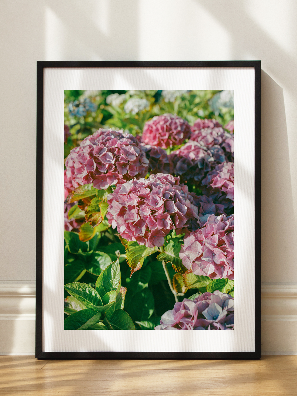 Pink Hydrangea Poster