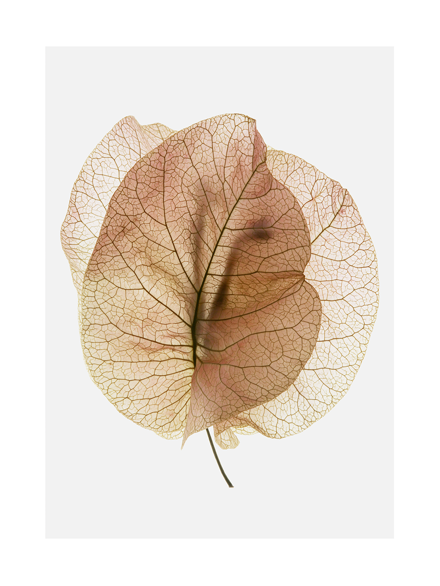 Fotografie von zwei rosa, transparenten Blättern mit sichtbaren Adern auf hellgrauem Hintergrund.