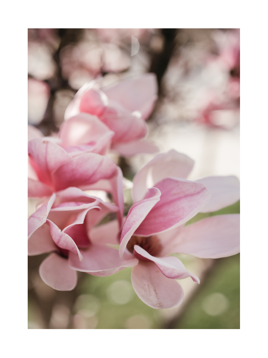 Fotografie von rosa Magnolienblüten mit unscharfem Hintergrund.