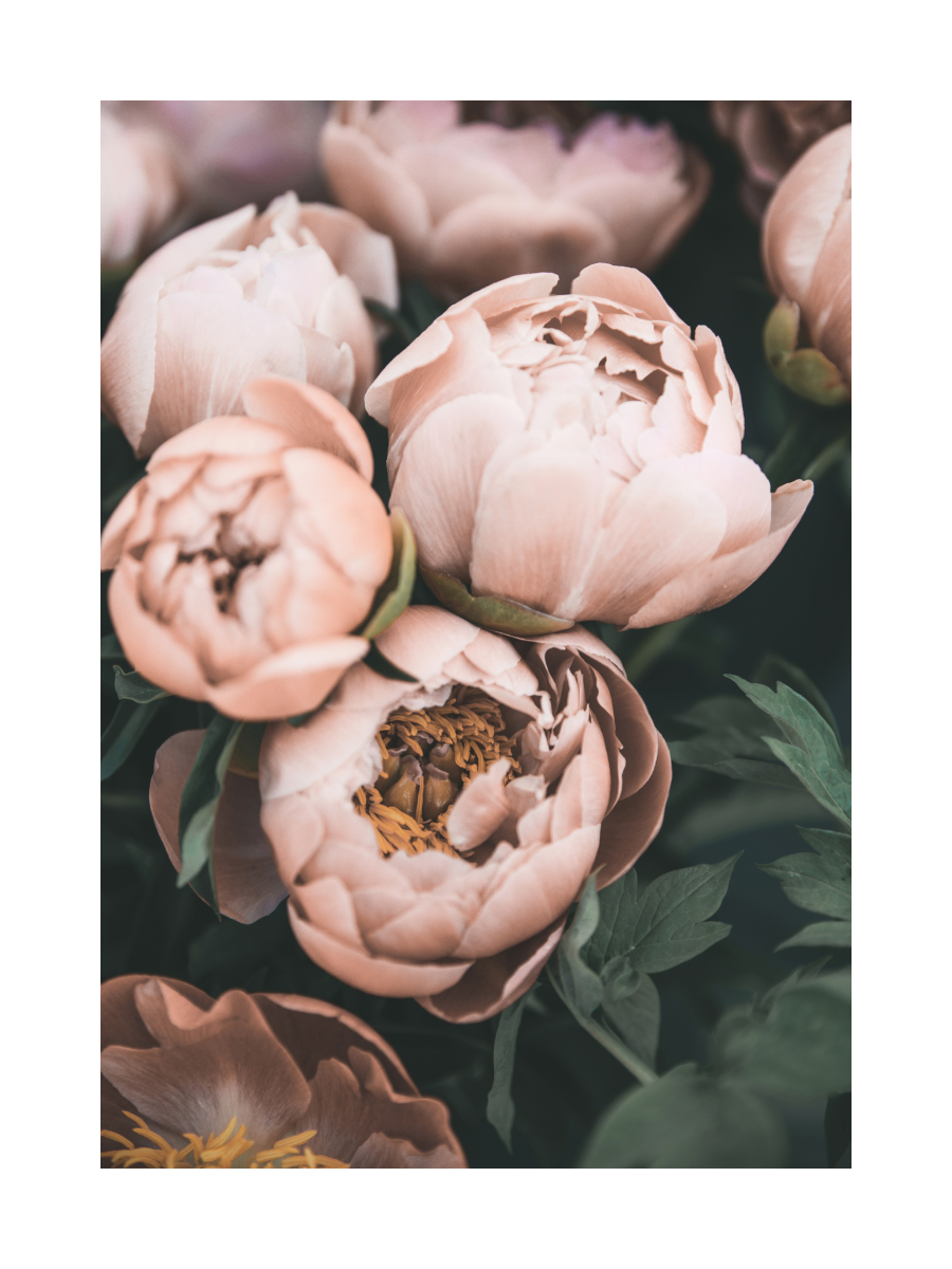 Pink Peonies Poster
