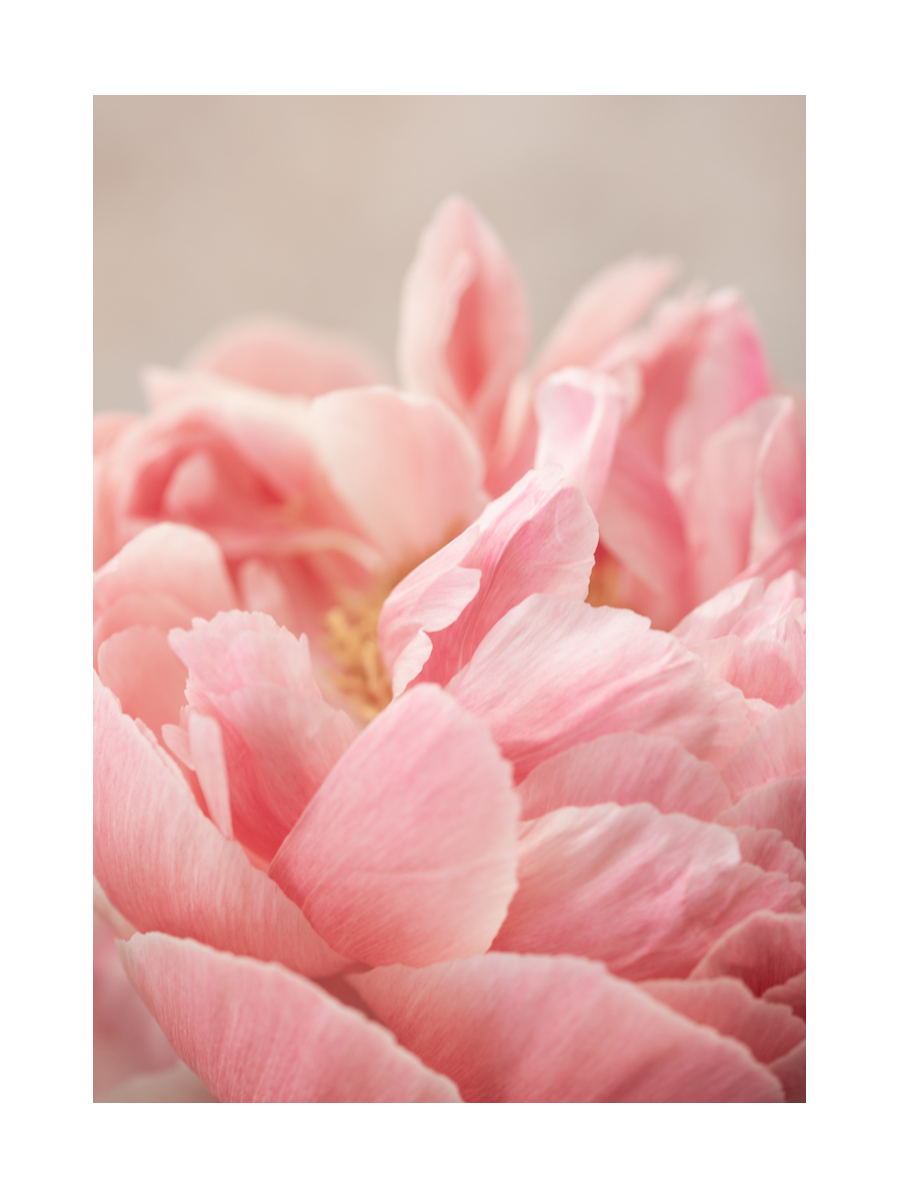 Nahaufnahme einer rosa Pfingstrose mit vielen Blütenblättern.