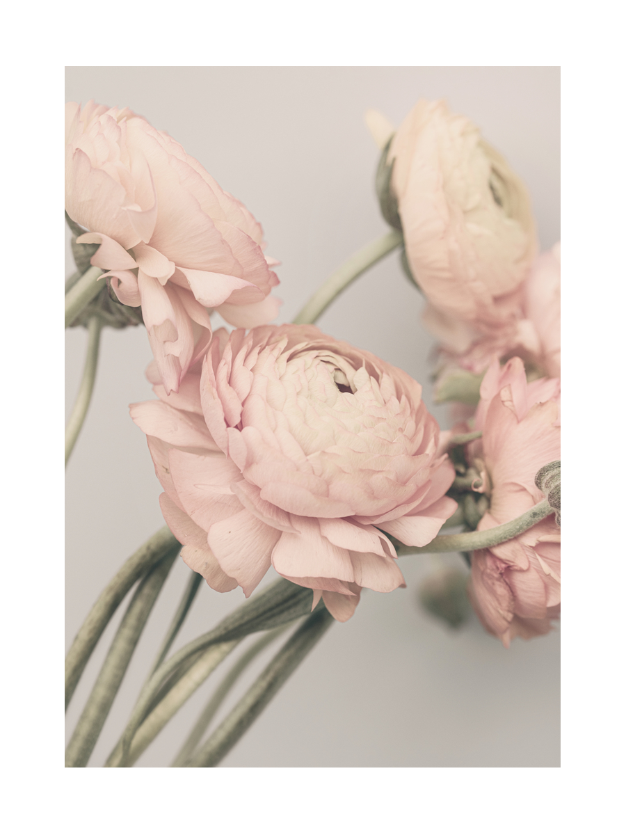 Fotografie von rosa Ranunkeln mit grünen Stielen vor grauem Hintergrund.