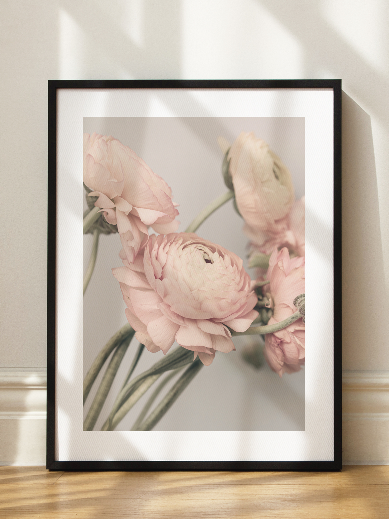 Pink Ranunculus