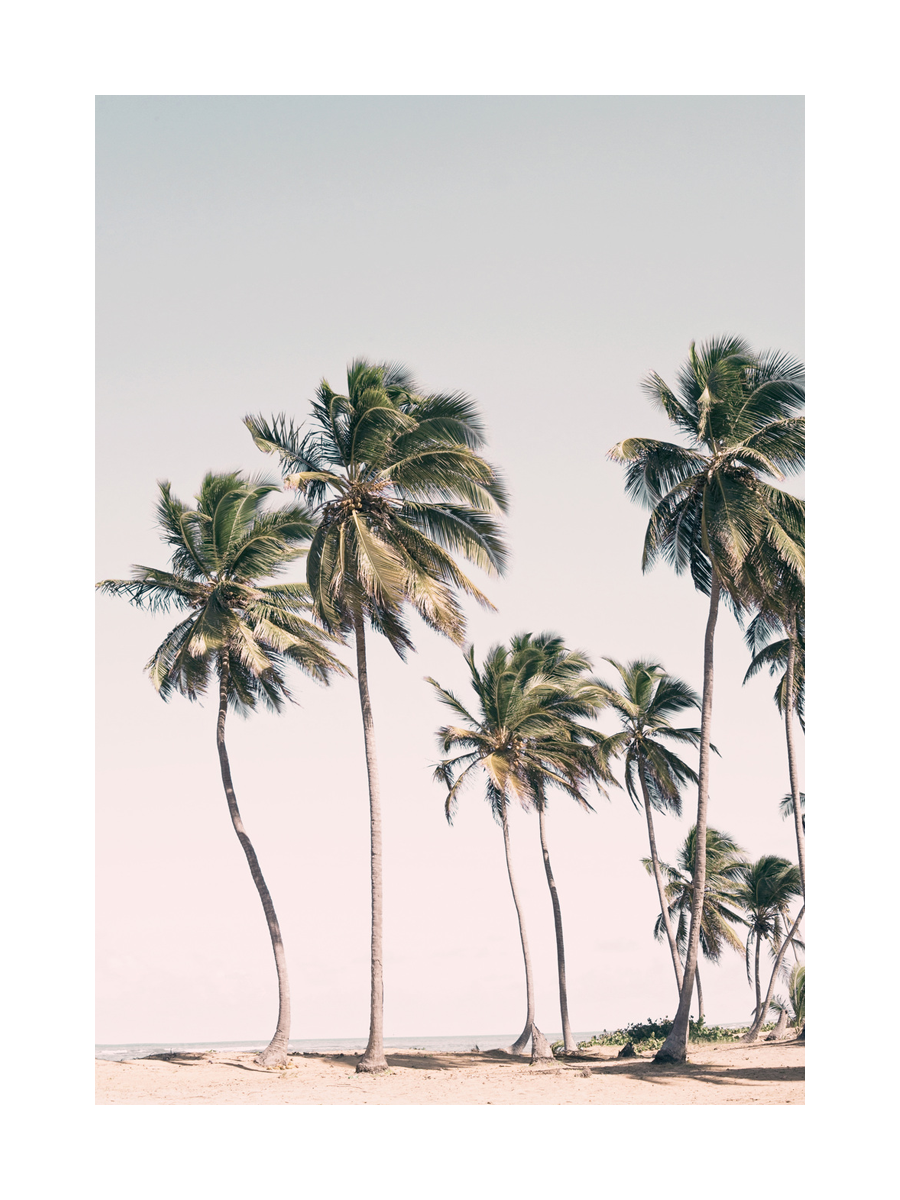 Pink Sky Palm Poster