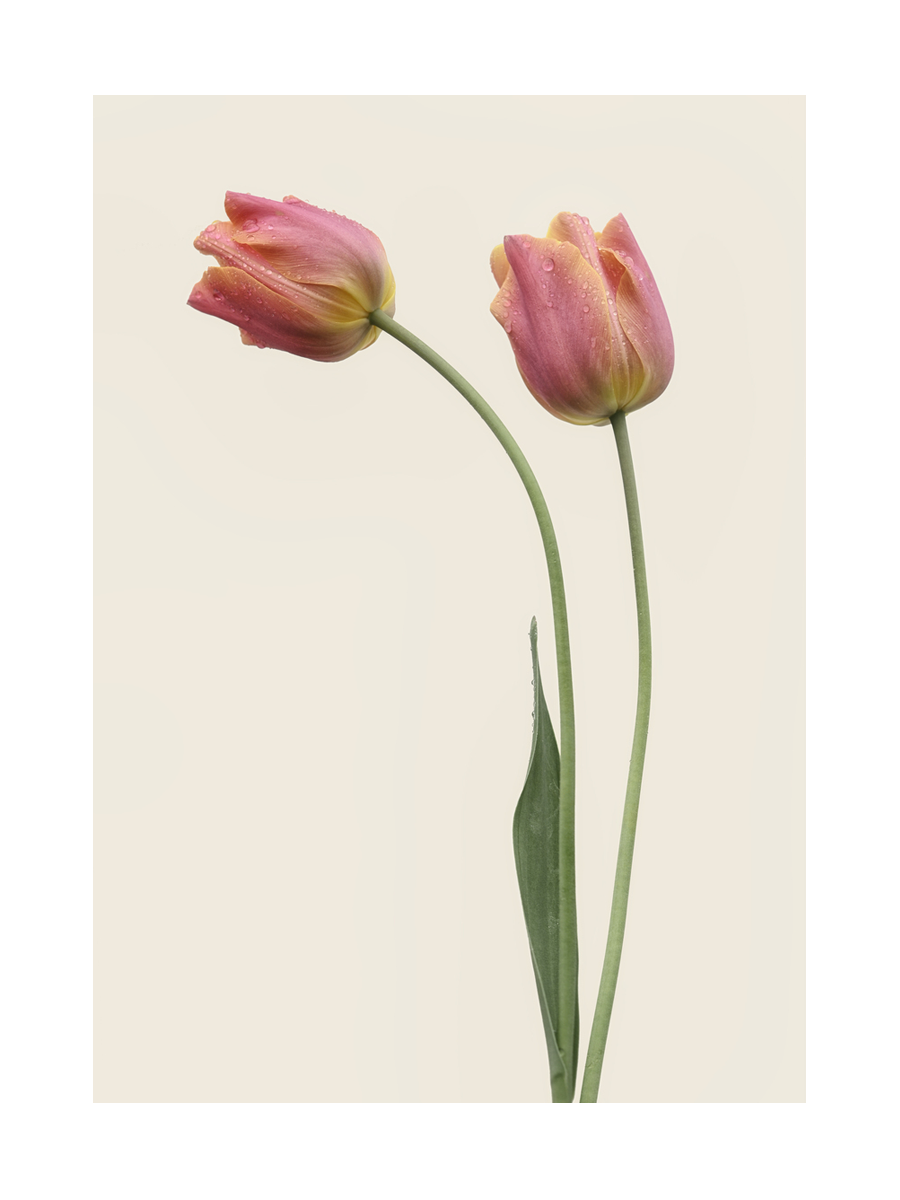 Zwei rosa Tulpen mit Wassertropfen vor einem hellbeigen Hintergrund.