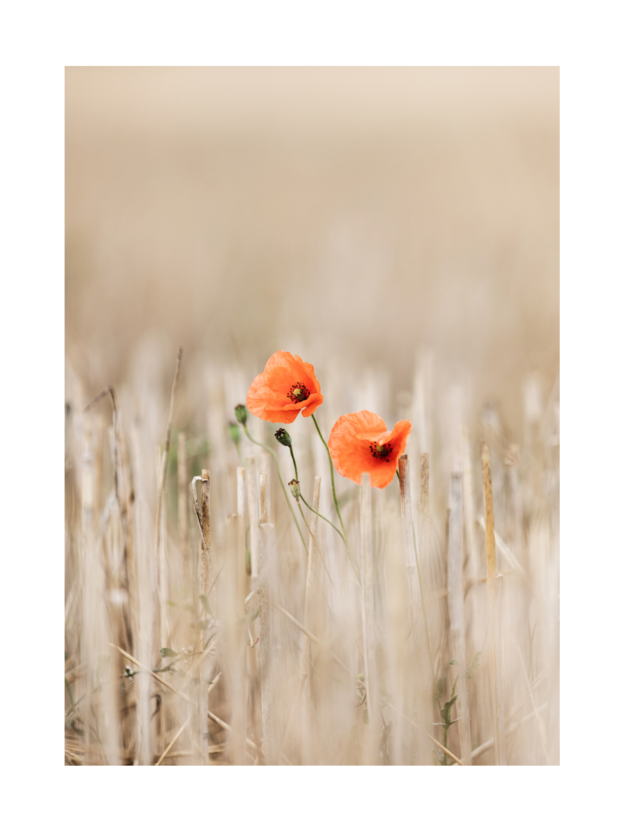 Fotografie von zwei roten Mohnblumen auf einem beigen Feld.