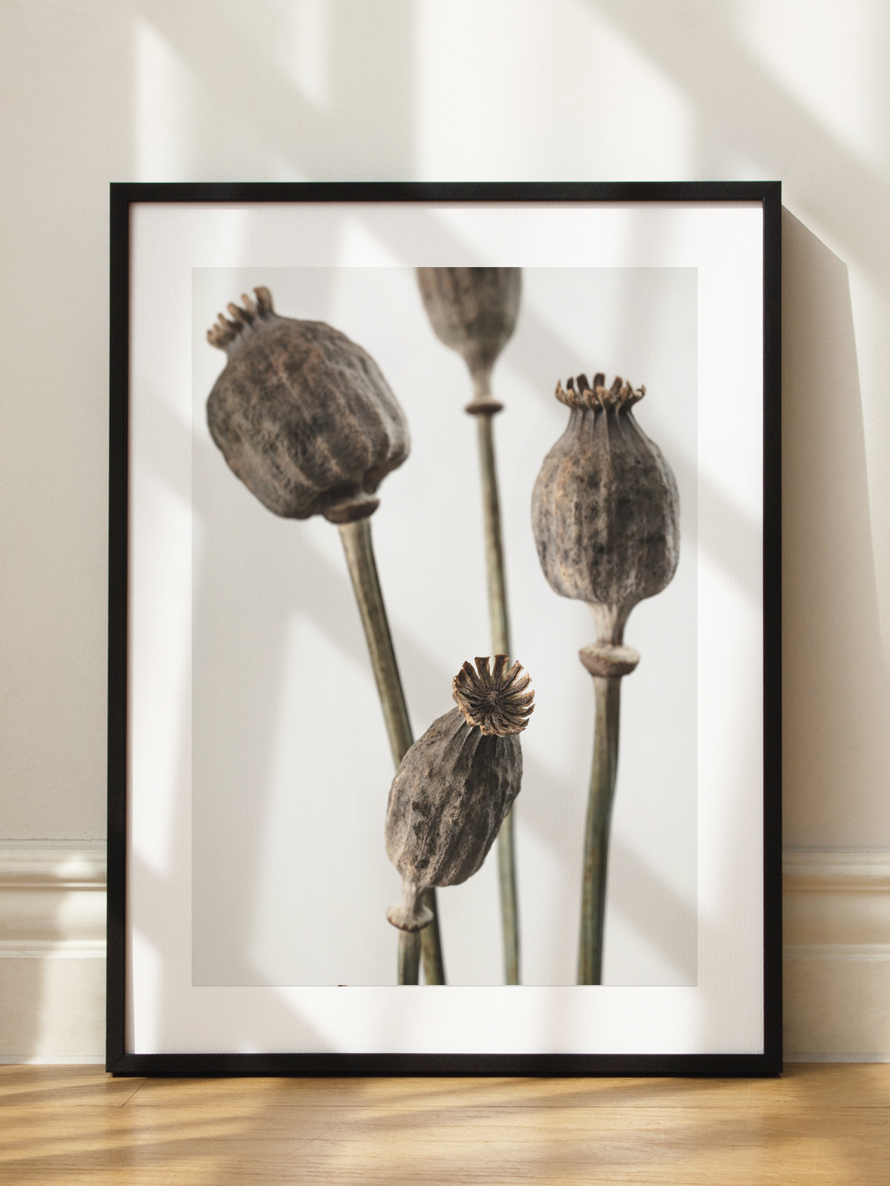 Poppy Seed Pods