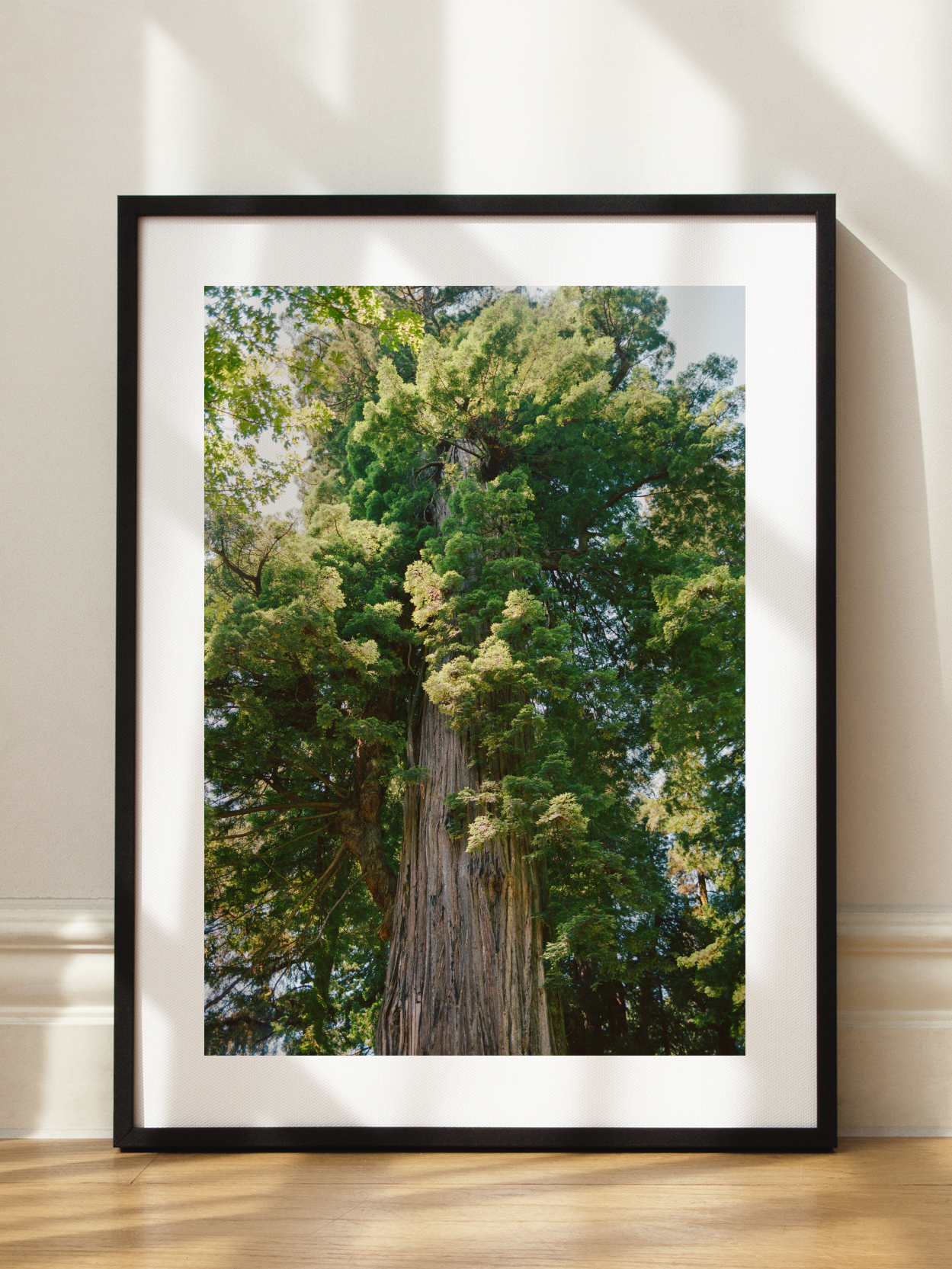 Redwood Tree Poster